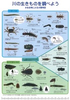 川の生き物を調べよう (下敷き)